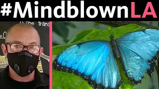 #MindBlownLA Forest Urban and mobs of blue morphos butterflies