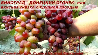 Виноград ДОНЕЦКИЙ ОГОНЕК - красивая сказка с крупными гроздями и ярко- розовыми ягодами!