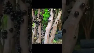 Brazilian grape tree, jaboticaba which grows in Brazil.