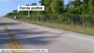 Endangered Cat Herding in Florida
