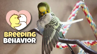 Budgie Breeding Behavior and Egg Laying Explanation