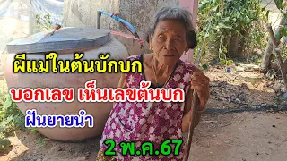 ผีแม่ในต้นบักบก "บอกเลข" เห็นเลขในต้นบักบก ฝันยายนำ 2/5/67