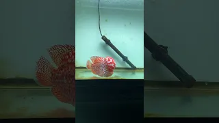 Rare flowerhorn fish