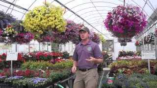 How to Grow HUGE Hanging Baskets