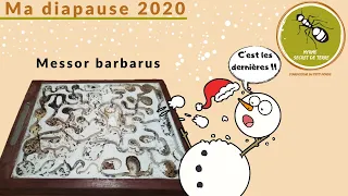 Diapause chez mes Messor barbarus