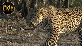 safariLIVE - Sunset Safari - October 8, 2018