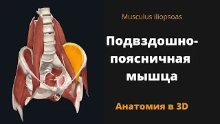 Подвздошно-поясничная мышца. Musculus iliopsoas. Антомия в 3D.