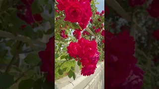 Beautiful Rose Flower 🌹 Fresh Morning WhatsApp Status Video#Ytshortsvideo#shorts