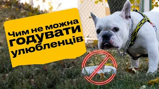Заборонені продукти для котів і собак 🚫