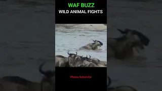 How Wonderful! Wildebeest Escapes From Crocodile Attacks  #shorts