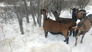 Рост в холке КОЗ-подростков для покрытия🐐 Когда лучше покрывать молодых КОЗОЧЕК 🌞