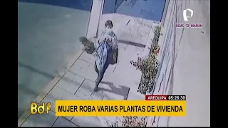 Arequipa: mujer es captada robando varias plantas de una vivienda