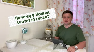 Почему у Кошек светятся глаза? #КотСемён знает. 8 выпуск.