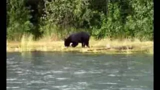 Bear steals fish Kenai River Alaska