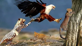 Amazing.. when the eagle snatches the young of cheetahs before the eyes of their mothers