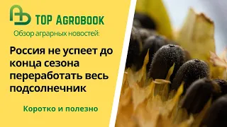 Россия не успеет до конца сезона переработать весь подсолнечник. TOP Agrobook: обзор агроновостей