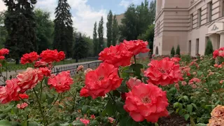 Прогулка вокруг ЮРГПУ (НПИ) Новочеркасск | песня «Я люблю тебя, НПИ»