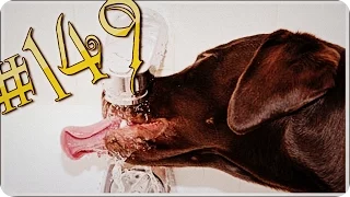 Приколы с животными №149   Как собака пьет воду  Смешные животные  Animal videos