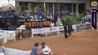 spectrum international paso fino horse show 2017