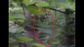 Indiana Bigfoot Captured on Camera near Michigan Border