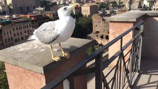 Голодная чайка на римском форуме.
