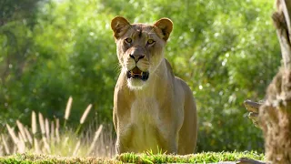 Meet the new ladies of Lion Camp at the San Diego Zoo Safari Park.