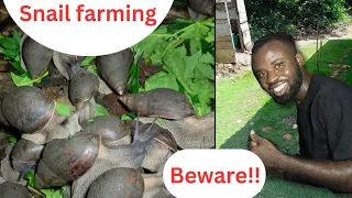 HOW TO START A PROFITABLE SNAIL FARMING, WHAT TO KNOW BEFORE STARTING ONE(2024)