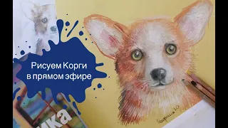 Рисуем Корги Сухой пастелью в прямом эфире!