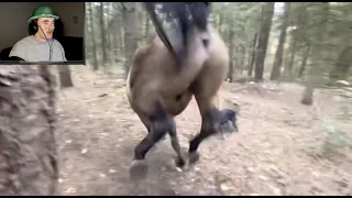 Twitch streamer watches horse kicks tree, farts on dog then runs away.