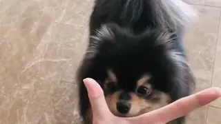 190226 Taehyung playing with Yeontan cute video Pt 2 | BTS Twitter Update
