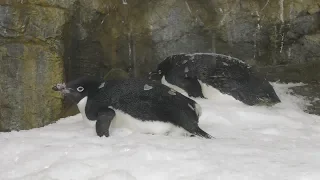 南極のペンギンたち (アドベンチャーワールド) 2018年12月25日