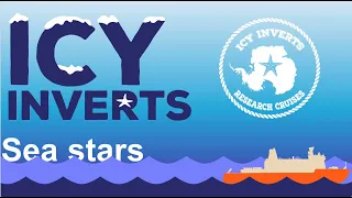 IcyInverts: Sea Stars!