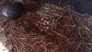 Considerations for Hatching Turkey Eggs Outside