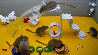 gerbils of a mouse ride down a slide, video for cats