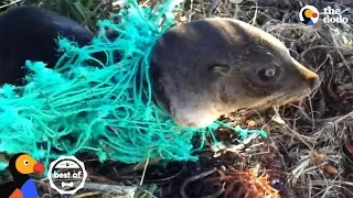 Animals Trapped In Fishing Nets Get Rescued Just In Time | The Dodo