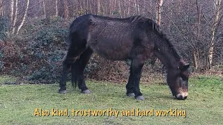 7 Amazing Facts you didn't know about Exmoor Ponies