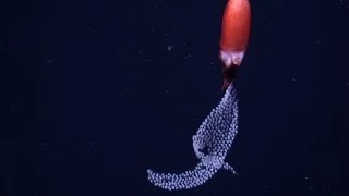 Pelagic parenting: A deep-sea squid broods its eggs