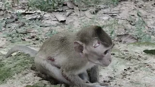 Terrible attacked/ Baby was terrible attacked by big monkey, Baby terrible hurt