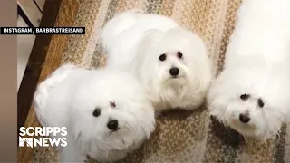 Would you pay $50,000 to clone your dog?