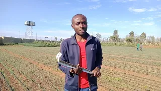 How to topdress- onions with NPK Basal fertiliser @keffarmeragribusinesshub3891