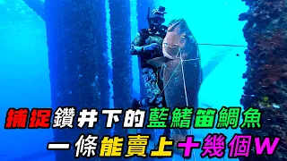 捕捉鑽井下的藍鰭笛鯛魚，一條能賣上十幾個W，真是捕魚愛好者的天堂《荒野大餐》第二季 56