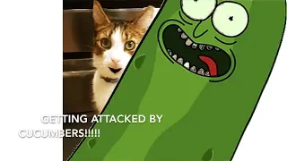 Leo The Talking Cat Episode #3 Destroy The Cucumbers