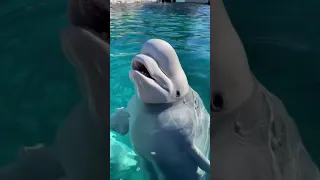 Beluga whale vocalization!