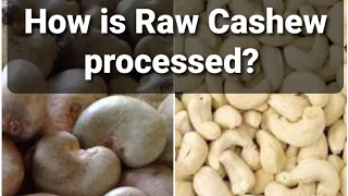 Simple steps to understand cashew processing? काजू को कैसे प्रोसेस किया जाता है ?|