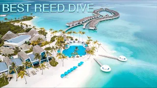 MALDIVES | KANDIMA | BEST SHALLOW | REEF DIVE - 4K