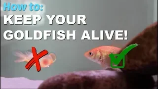 How to Keep Your Goldfish Alive?