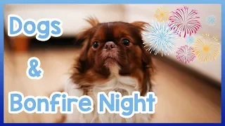 Dogs & Bonfire Night! How to Keep Your Dog Safe and Calm on Bonfire Night