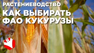 Как выбирать ФАО кукурузы? | Выращивание кукурузы | Растениеводство