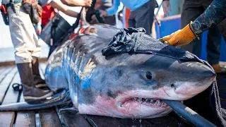 American researchers tag great white sharks off Nova Scotia coast