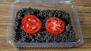 Growing Tomatoes from Store Bought Tomatoes is super EASY with a Bucket